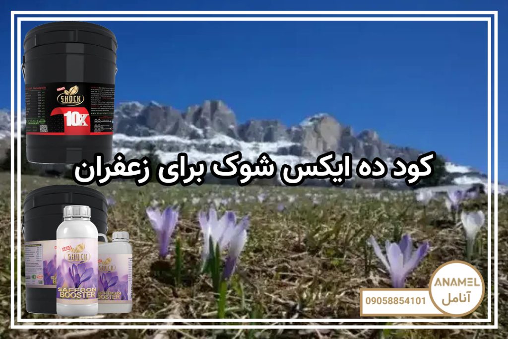 کود ده ایکس شوک برای زعفران