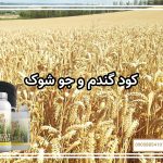 کود گندم و جو شوک
