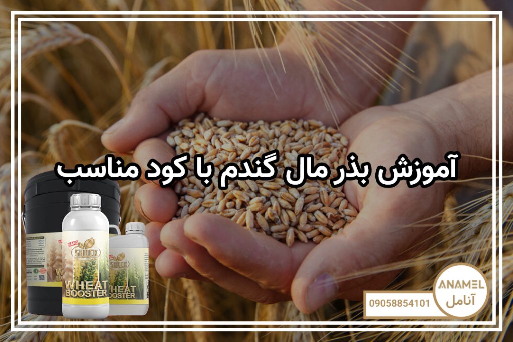 آموزش بذر مال گندم با کود مناسب