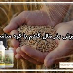 آموزش بذر مال گندم با کود مناسب