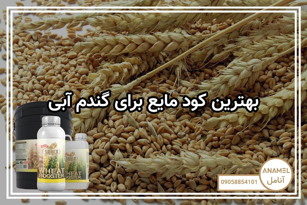 بهترین کود مایع برای گندم آبی