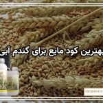 بهترین کود مایع برای گندم آبی