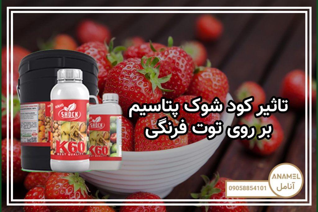 تاثیر کود شوک پتاسیم بر روی توت فرنگی