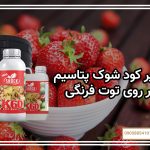 تاثیر کود شوک پتاسیم بر روی توت فرنگی