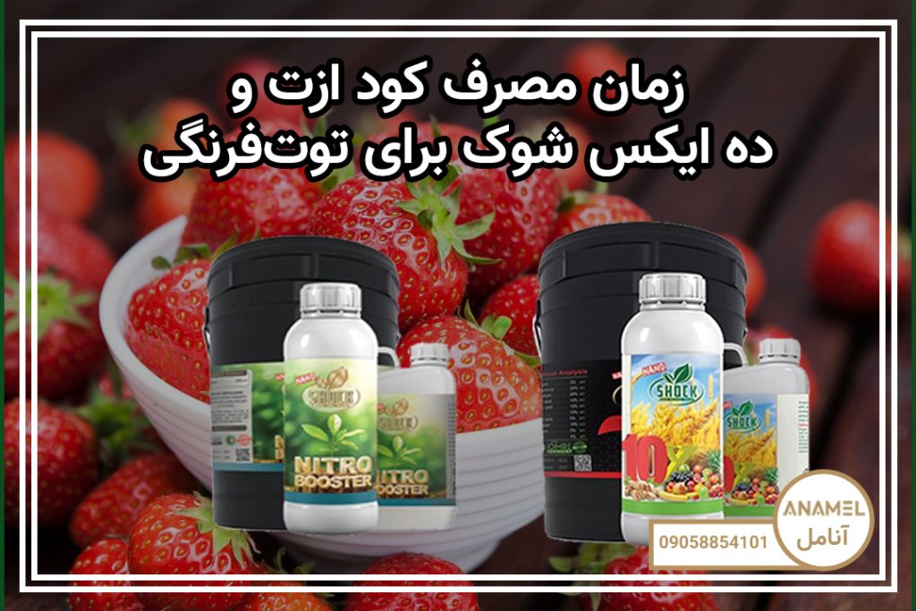 زمان مصرف کود ازت و 10X شوک برای توت‌فرنگی