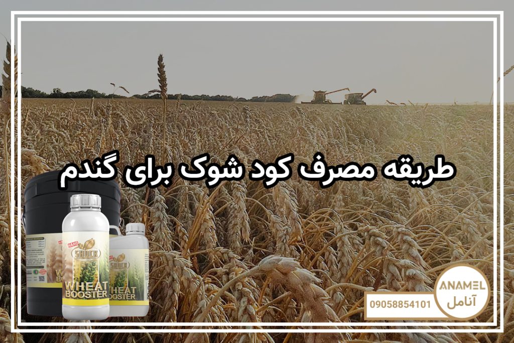 طریقه مصرف کود شوک برای گندم