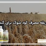 طریقه مصرف کود شوک برای گندم