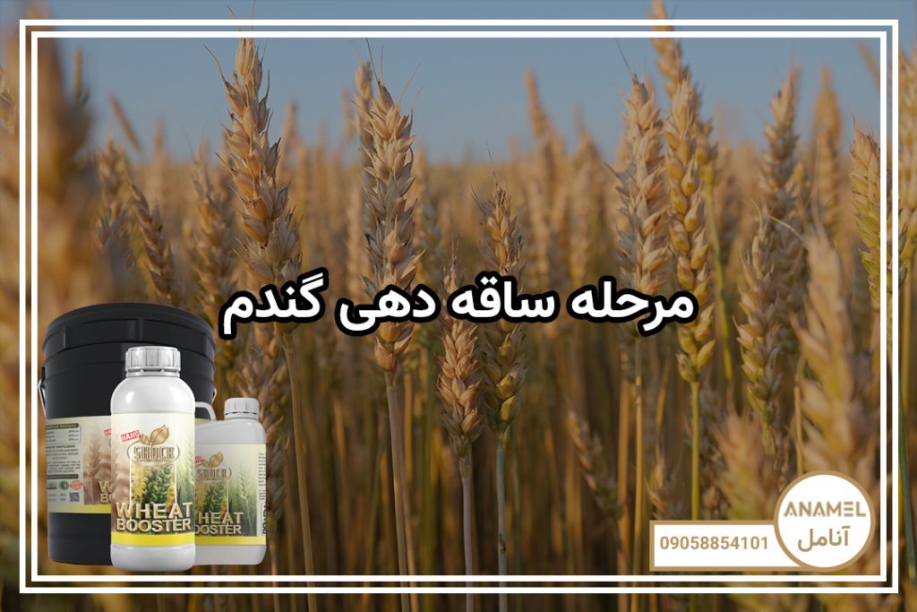مرحله ساقه دهی گندم