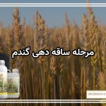 مرحله ساقه دهی گندم