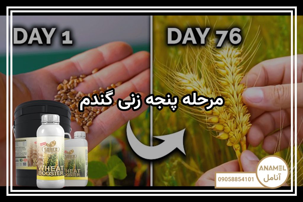 مرحله پنجه زنی گندم