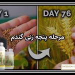 مرحله پنجه زنی گندم