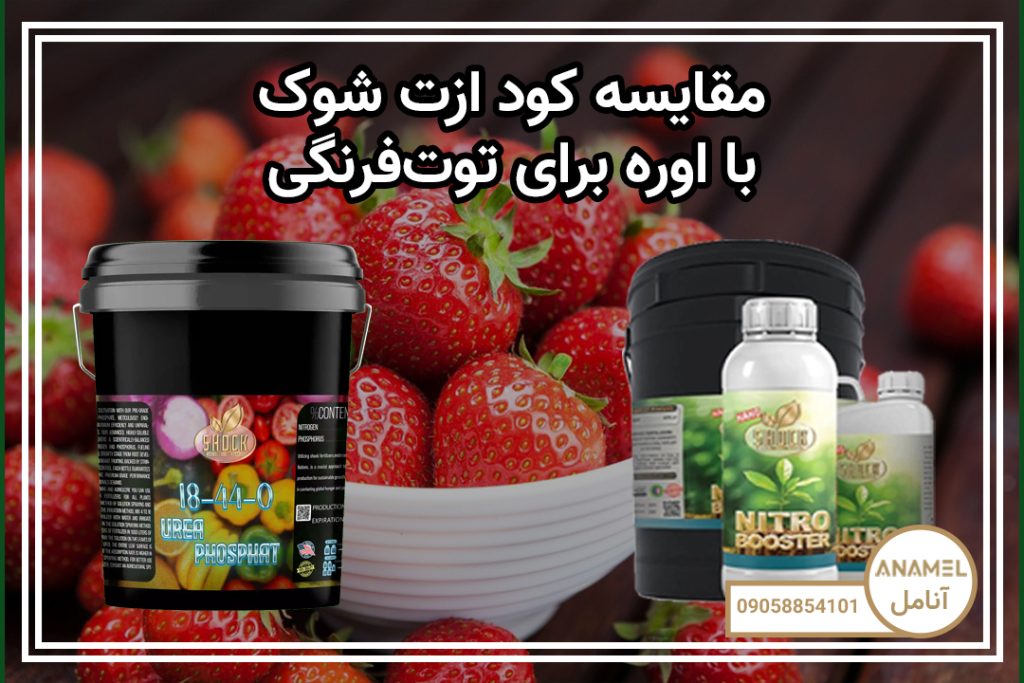 مقایسه کود ازت شوک با اوره برای توت‌فرنگی