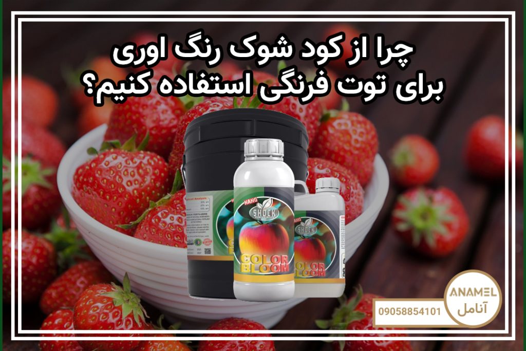 چرا از کود شوک رنگ اوری برای توت فرنگی استفاده کنیم؟