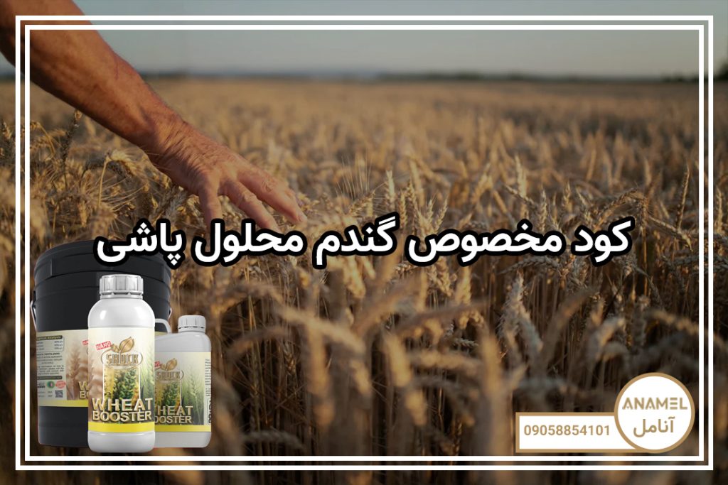 کود مخصوص گندم محلول پاشی