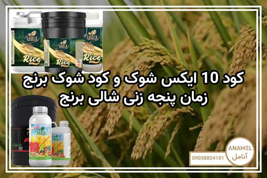 کود ۱۰ ایکس شوک و کود شوک برنج زمان پنجه زنی شالی برنج