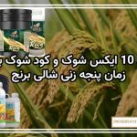 کود ۱۰ ایکس شوک و کود شوک برنج زمان پنجه زنی شالی برنج