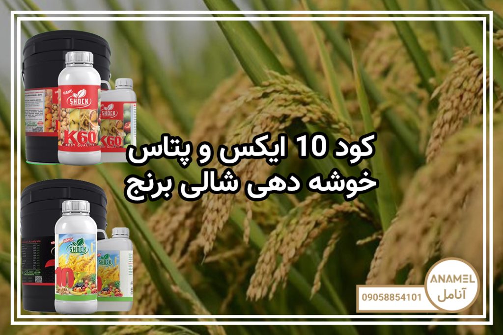 کود ۱۰ ایکس و پتاس خوشه دهی شالی برنج
