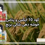 کود ۱۰ ایکس و پتاس خوشه دهی شالی برنج