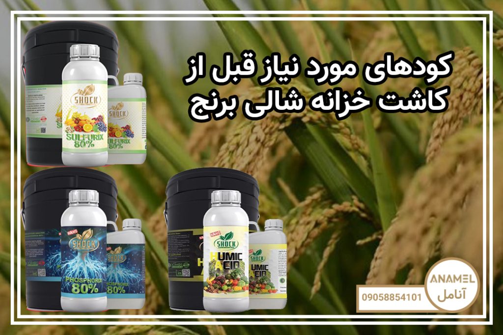 کودهای مورد نیاز قبل از کاشت خزانه شالی برنج