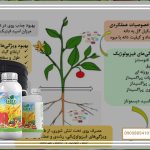 چرا عوامل خارجی مانند خشکی و شوری منجر به افت عملکرد می‌شوند؟