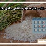 جدول طلایی زمان مصرف بر اساس مراحل رشد برنج