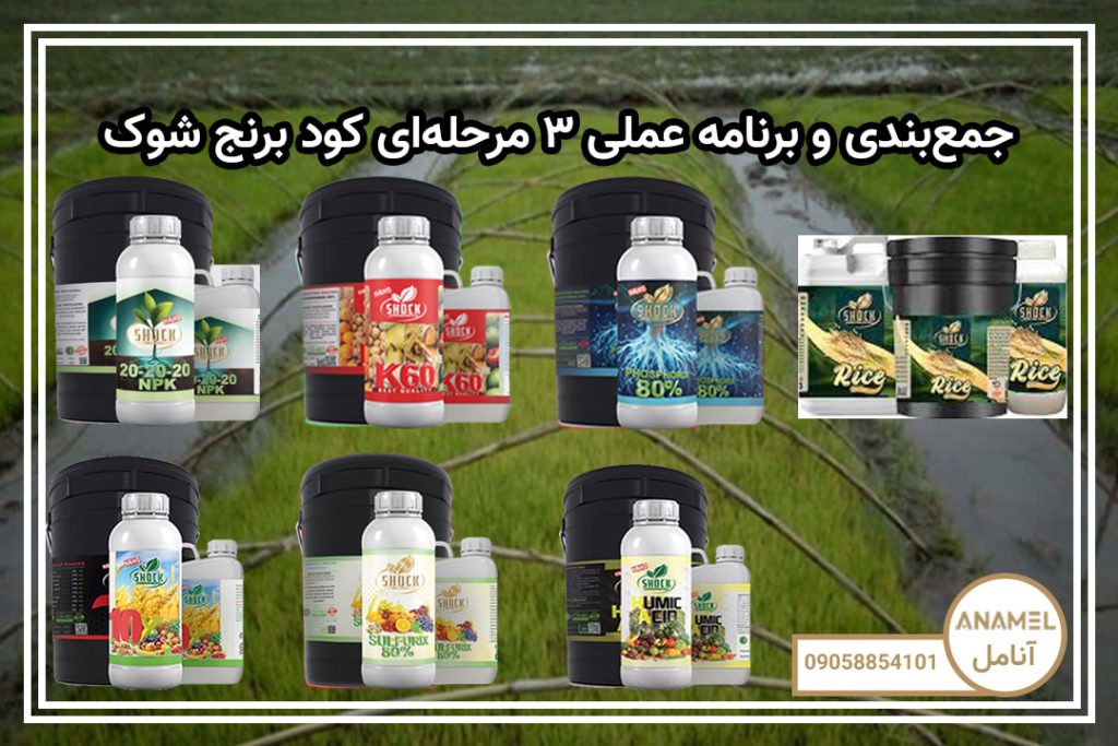 جمع‌بندی و برنامه عملی ۳ مرحله‌ای کود برنج شوک