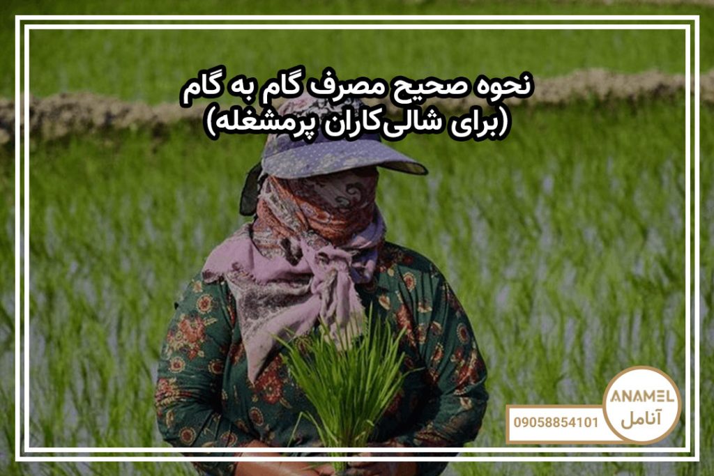 نحوه صحیح مصرف گام به گام (برای شالی‌کاران پرمشغله)