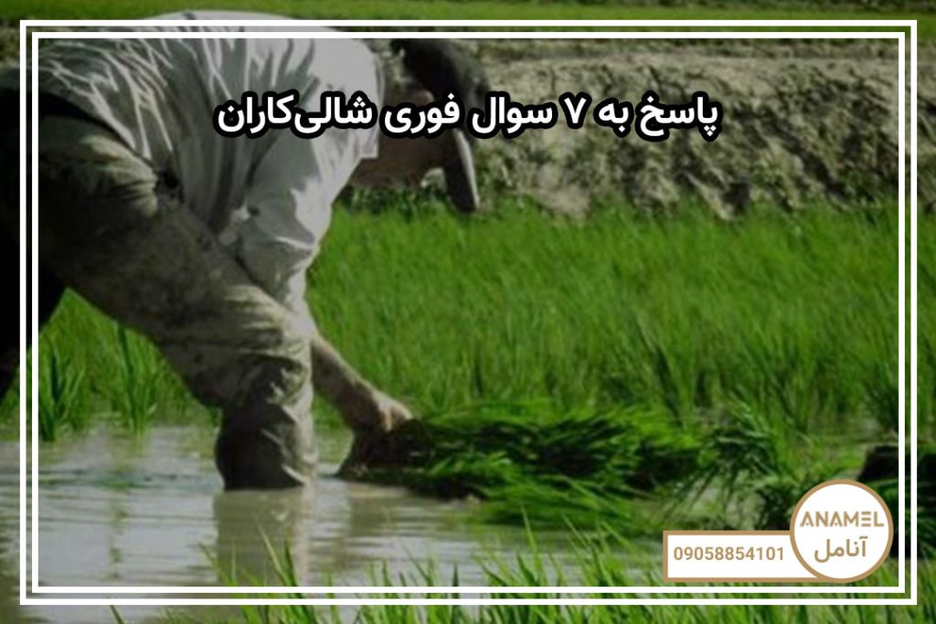 پاسخ به ۷ سوال فوری شالی‌کاران