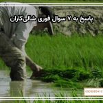 پاسخ به ۷ سوال فوری شالی‌کاران