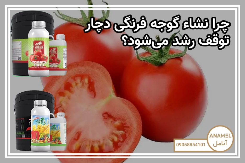 چرا نشاء گوجه فرنگی دچار توقف رشد می‌شود؟