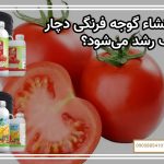 چرا نشاء گوجه فرنگی دچار توقف رشد می‌شود؟