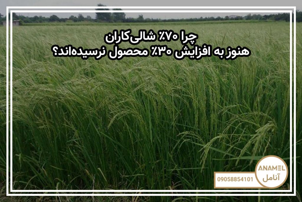 چرا ۷۰٪ شالی‌کاران هنوز به افزایش ۳۰٪ محصول نرسیده‌اند؟