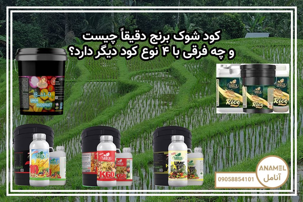کود شوک برنج دقیقاً چیست و چه فرقی با ۴ نوع کود دیگر دارد؟