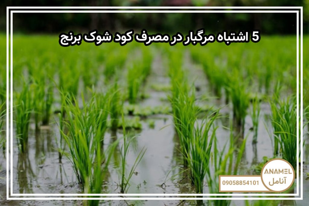 ۵ اشتباه مرگبار در مصرف کود شوک برنج