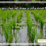 ۵ اشتباه مرگبار در مصرف کود شوک برنج