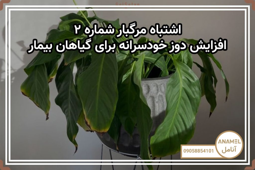 اشتباه مرگبار شماره ۲: افزایش دوز خودسرانه برای گیاهان بیمار