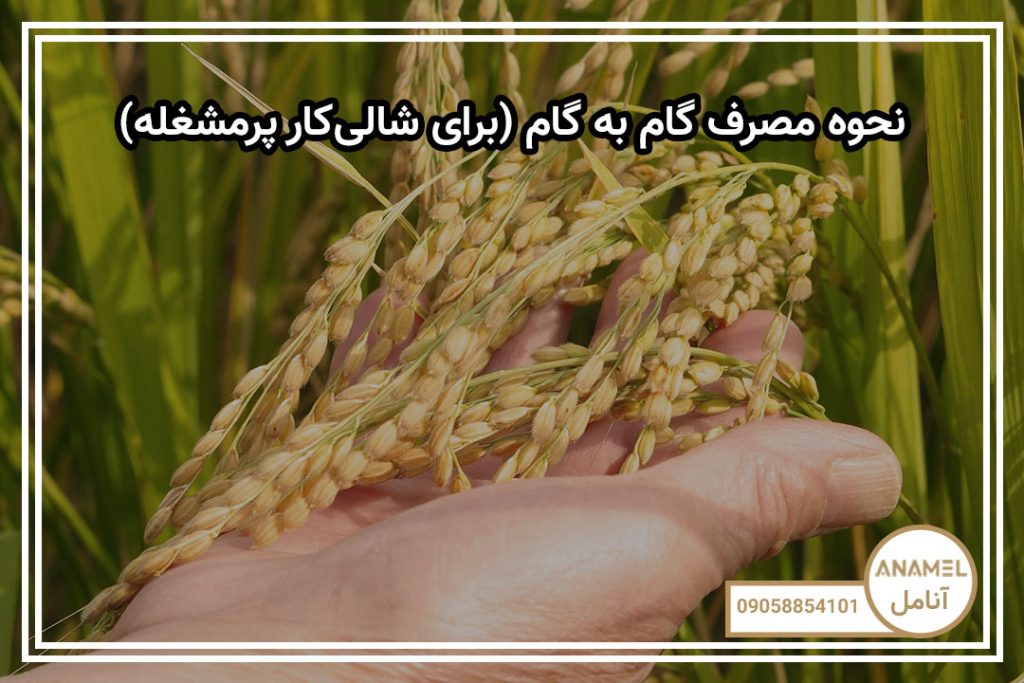 نحوه مصرف گام به گام (برای شالی‌کار پرمشغله)