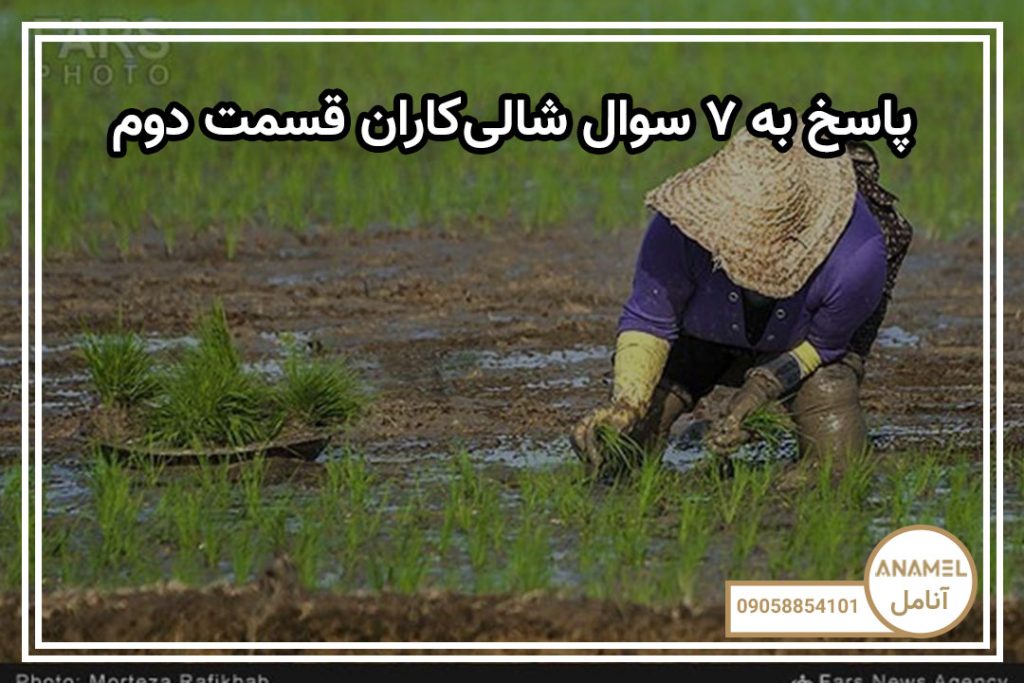 پاسخ به ۷ سوال فوری شالی‌کاران قسمت دوم