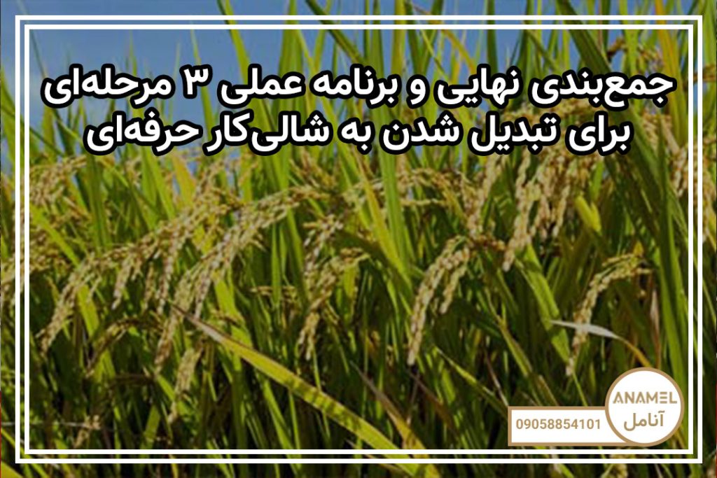جمع‌بندی نهایی و برنامه عملی ۳ مرحله‌ای برای تبدیل شدن به شالی‌کار حرفه‌ای