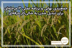 جمع‌بندی نهایی و برنامه عملی ۳ مرحله‌ای برای تبدیل شدن به شالی‌کار حرفه‌ای