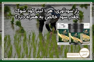 راز سودآوری: هر ۱ لیتر کود شوک چقدر سود خالص به همراه دارد؟