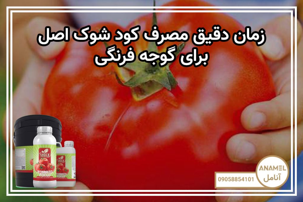 زمان دقیق مصرف کود شوک اصل برای گوجه فرنگی