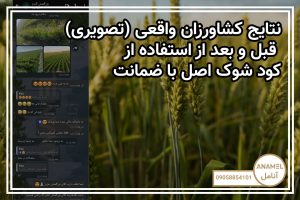 نتایج کشاورزان واقعی (تصویری) – قبل و بعد از استفاده از کود شوک اصل با ضمانت