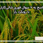 پاسخ به ۷ سوال فوری شالی‌کاران با رویکرد «راز»