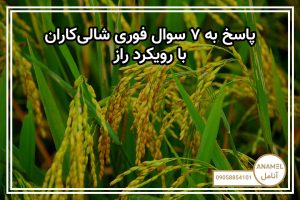 پاسخ به ۷ سوال فوری شالی‌کاران با رویکرد «راز»