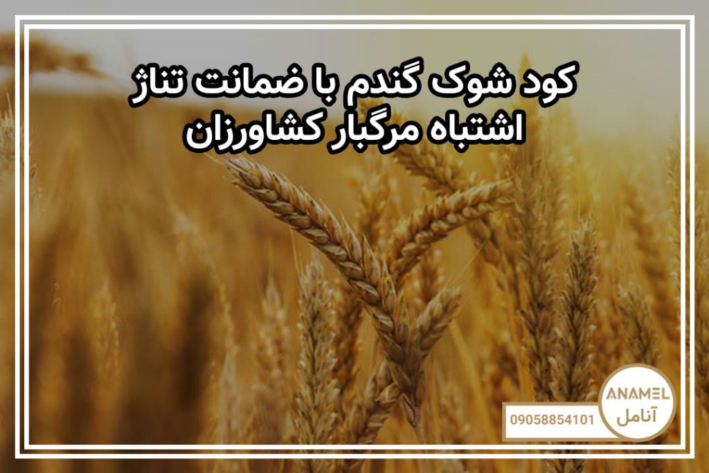 کود شوک گندم با ضمانت تناژ: ۳ اشتباه مرگبار