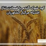 کود شوک گندم با ضمانت تناژ: ۳ اشتباه مرگبار