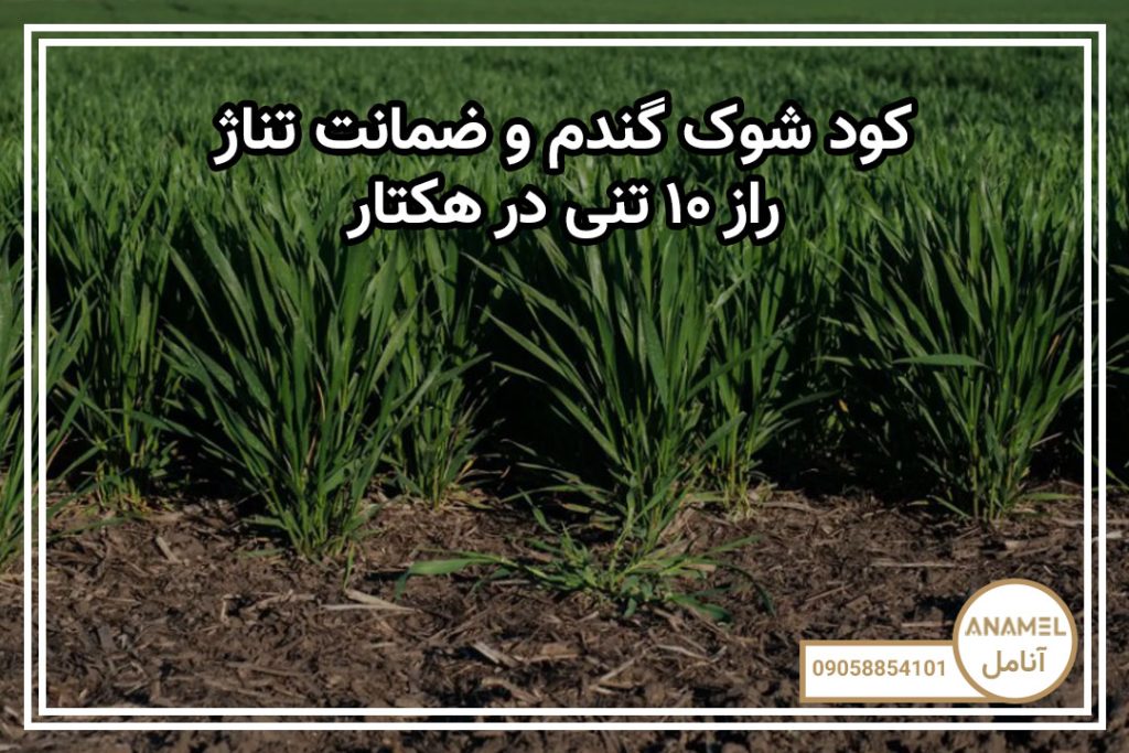 کود شوک گندم و ضمانت تناژ: راز ۱۰ تنی در هکتار