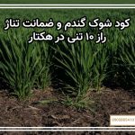 کود شوک گندم و ضمانت تناژ: راز ۱۰ تنی در هکتار