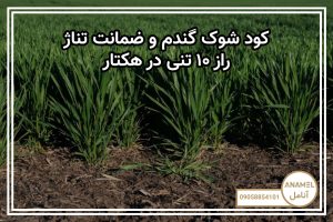 کود شوک گندم و ضمانت تناژ: راز ۱۰ تنی در هکتار
